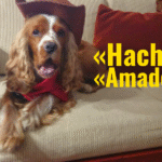 Una carta de despedida a mi amado perro Hachi