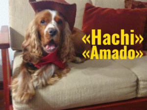 Lee más sobre el artículo Una carta de despedida a mi amado perro Hachi