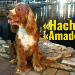 Una carta de despedida a mi amado perro Hachi